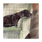 Alex Clark, magnes, Pies Buddy