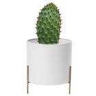 Altom Design, osłonka na doniczkę na złotej podstawce, metalowa, biała, 17-10 cm