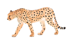 Animal Planet, Samiec geparda, figurka