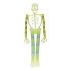 Arpex, giętki szkielet, świecący w ciemności