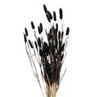 Boltze Home, ozdobne gałązki do wazonu, suszone, 70 cm