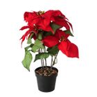 Boltze Home, sztuczna gwiazda betlejemska w doniczce, wys. 40 cm