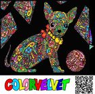 Chihuahua. Kolorowanka welwetowa, 47-35 cm