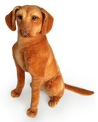 Dubi, wyżeł siedzący, 44 cm