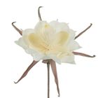 Eurofirany, kwiat flore, 65 cm, biały