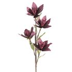 Eurofirany, kwiat flore, o 10-50 cm, ciemnofioletowy