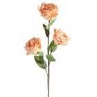 Eurofirany, kwiat flore, o 10-50 cm, jasnobrązowy