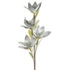 Eurofirany, kwiat flore, o 10-50 cm, popielaty