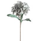 Eurofirany, kwiat flore, o 30-75 cm, popielaty