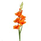 Eurofirany, kwiat Natu, 85 cm, pomarańczowy