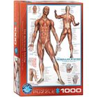 Eurographics, The Muscular System, puzzle, 1000 elementów