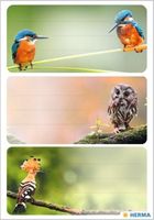 Herma, naklejki szkolne, ptaki