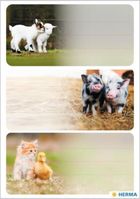 Herma, naklejki szkolne, zwierzęta wiejskie