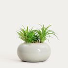 Homla, Accio, roślina sztuczna, sukulent w donicy, 19 cm