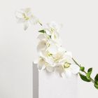 Homla, Azalea, gałązka sztuczna, azalia japońska, biała, 112 cm