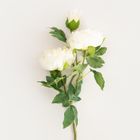 Homla, Paeonia, gałązka sztuczna, piwonie białe, 81 cm
