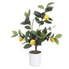 Ibergarden, dekoracyjne drzewko cytrynowe, 58 cm
