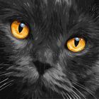 Ideyka, malowanie po numerach, Bursztynowe oczy, 40-40 cm