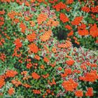 Karnet z kopertą, ognik szkarłatny