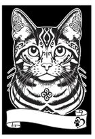 Kot Europejski. Kolorowanka welwetowa A4