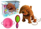 Lean Toys, pudelek, interaktywny piesek na smyczy + akcesoria