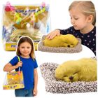 Lean Toys, śpiący labrador na poduszce, maskotka