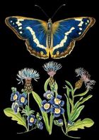 Madame Treacle, karnet B6 z kopertą, Niebieski motyl