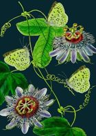 Madame Treacle, karnet B6 z kopertą, Passiflora nocą