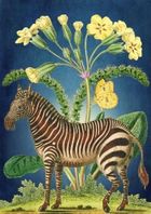 Madame Treacle, karnet B6 z kopertą, Zebra
