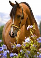 Norimpex, diamentowa mozaika, Koń w kwiatach