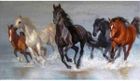 Norimpex, diamentowa mozaika, Konie w galopie po wodzie, 40-80 cm