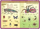 Podkładka na biurko, mata, dwustronna, Budowa anatomiczna: owady, pajęczaki, protisty, gąbki, parzydełkowce, płazińce, nicienie, pierścienice