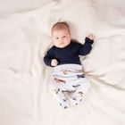 Półśpiochy chłopięce, szare, Nicol