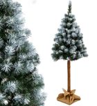 Saska Garden, choinka na pniu, sosna diamentowa, 160 cm