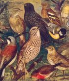 Skona Ting, Disktrasa, ściereczka kuchenna, ptaki