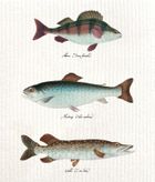 Skona Ting, Disktrasa, ściereczka kuchenna, ryby