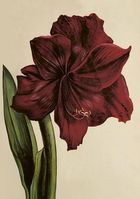 Skona Ting, karnet B6 z kopertą, Amarylis