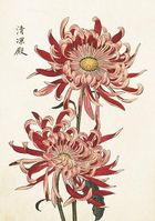 Skona Ting, karnet B6 z kopertą, Chryzantema