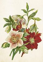 Skona Ting, karnet B6 z kopertą, Ciemiernik