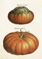 Skona Ting, karnet B6 z kopertą, Dynie