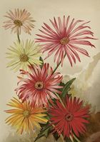 Skona Ting, karnet B6 z kopertą, Gerbery