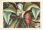 Skona Ting, karnet B6 z kopertą, Magnolia