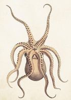 Skona Ting, karnet B6 z kopertą, Ośmiornica