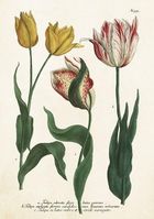 Skona Ting, karnet B6 z kopertą, Tulipany