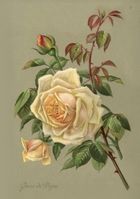 Skona Ting, karnet B6 z kopertą, Żółte róże