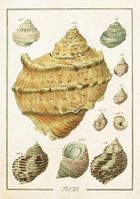 Skona Ting, karnet ST503 B6 + koperta Muszle