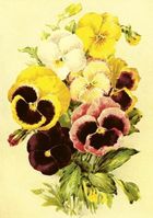 Skona Ting, karnet ST507 B6 + koperta Bratki