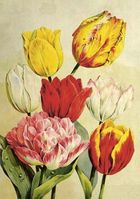 Skona Ting, karnet ST508 B6 + koperta Tulipany