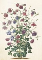 Skona Ting, karnet ST510 B6 + koperta Orlik pospolity