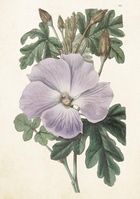 Skona Ting, karnet ST511 B6 + koperta Hibiskus